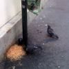 2010-07-24 Nourrir les pigeons_l.jpg